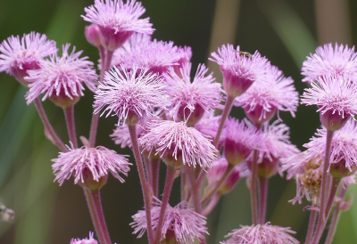 POMPOM WEED